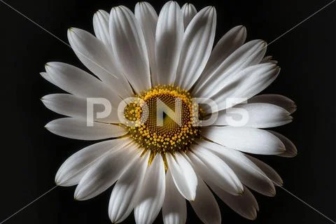 Blossom daisy macro details in black background ~ Clip Art #225026047