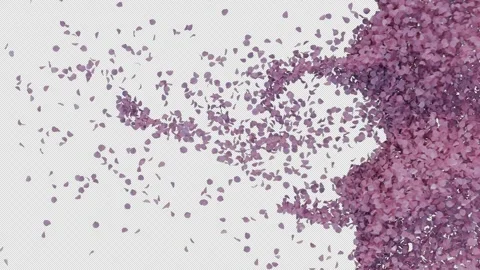 Blossom Drift Magic Stock Footage 305162491