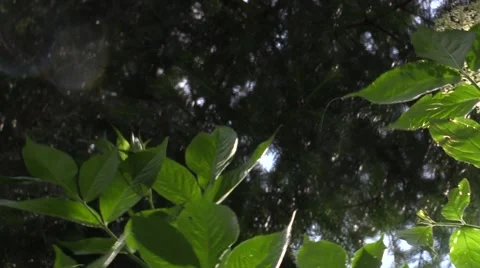 Blossom of elder bush with pine branches in background and birds singing Video stock 51010132