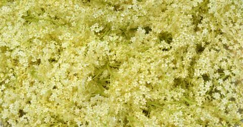 Blossom elderberry Stock Photos