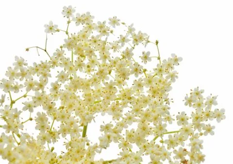 Blossom elderberry Foto stock