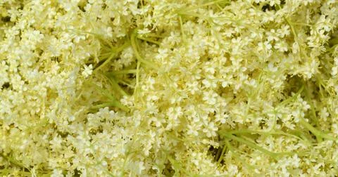 Blossom elderberry Stock Photos