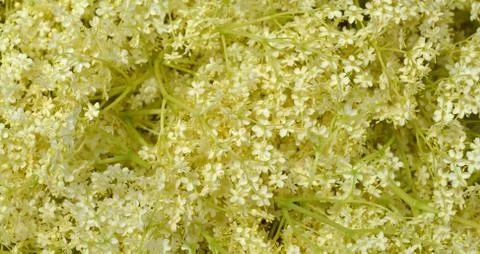 Blossom elderberry Stock Photos