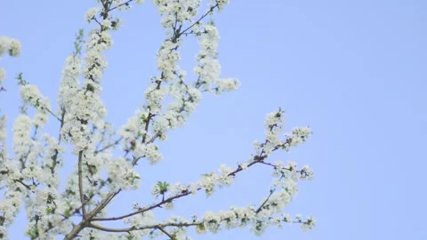 Blossom Extravaganza Trees in Full Bloom on a Sunny Spring Day Stock Footage 298487002