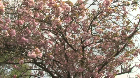 Blossom falling gently from tree Stock Footage 3577489