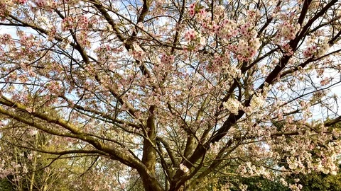 Blossom falling from tree slowly on a sunny day Video stock 128112110