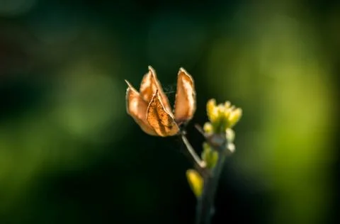 Blossom flora closeup in spring Stock Photos