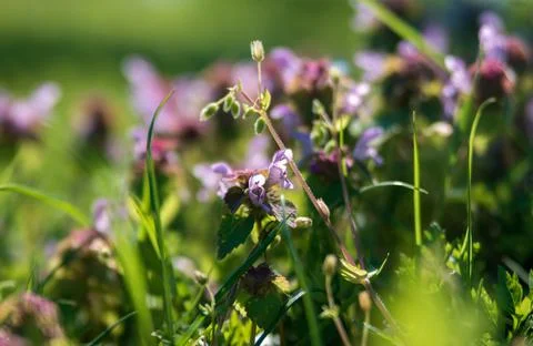 Blossom flora closeup in spring Foto stock