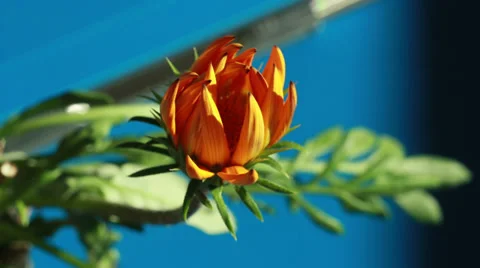 Blossom flower 4k strange effect Stock-Footage 39271007