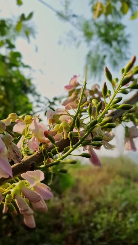 Blossom flower buds Stock Footage 254546691