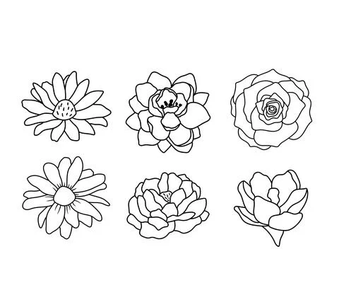 Blossom flower elements isolated on white. Rose, daisy and peony outline vector Stock Illustration