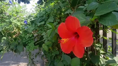 Blossom flower Stock Footage 242270251