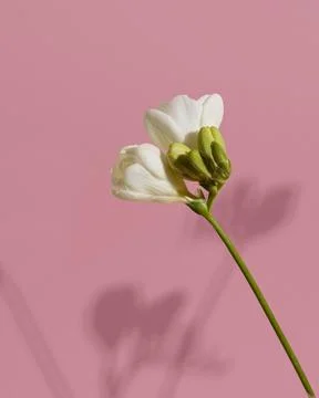Blossom flower with shadow Stock Photos