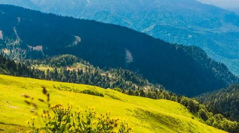 Blossom flowers in the mountains in summer Stock Photos