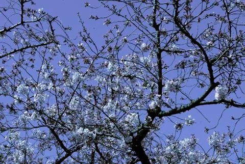 BLOSSOM FLOWERS Stock Photos