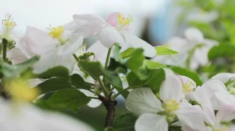 Blossom Focus Station Engine Video stock 11298796