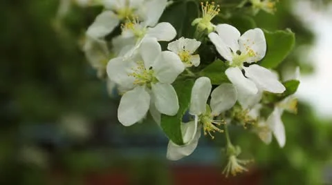 Blossom Focus Station Engine Panorama Video stock 11298850