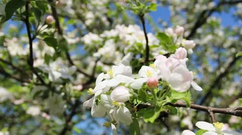Blossom Focus To Tree Stock Footage 11298711