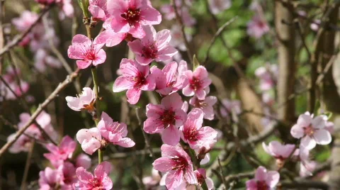 Blossom Stock Footage