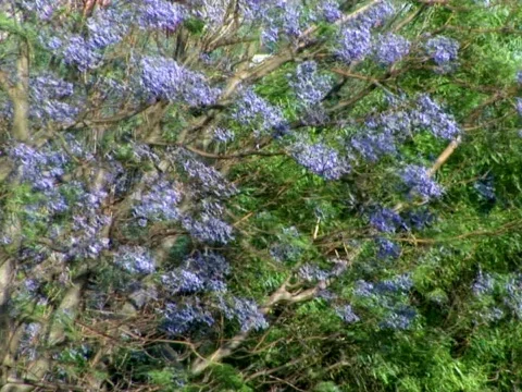 Blossom Video stock 490102