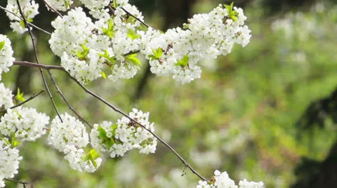 Blossom Stock Footage 23139286
