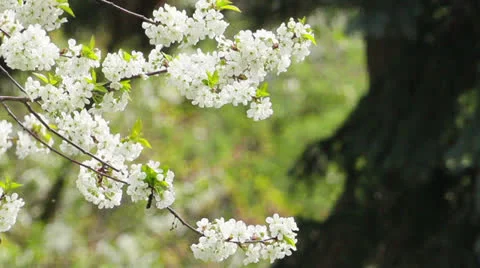 Blossom Stock Footage 23139287