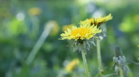 Blossom. Video stock 23760613