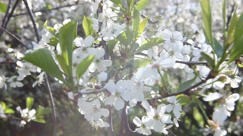 Blossom. Video stock 23760682