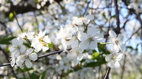 Blossom. Video stock 23760737