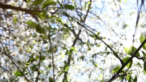 Blossom. Video stock 23760743