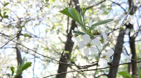 Blossom. Video stock 23760819