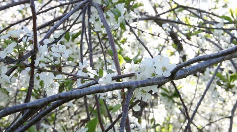 Blossom. Video stock 23760831