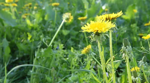 Blossom. Video stock 23760892