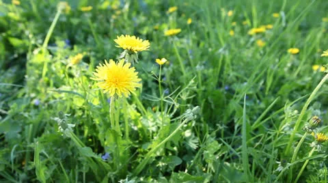 Blossom. Video stock 23760908