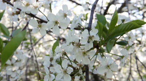 Blossom. Video stock 23760915