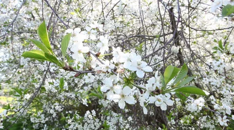 Blossom. Video stock 23761274