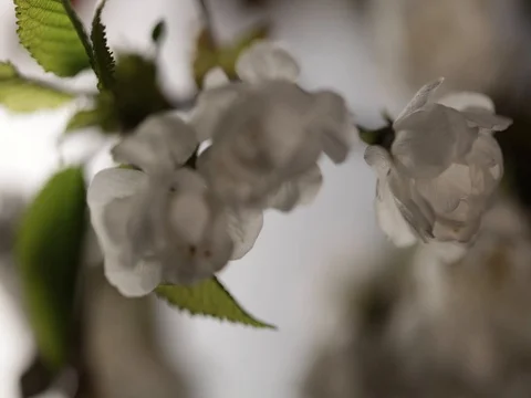 BLOSSOM Stock Footage 83464011