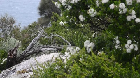 Blossom Stock Footage 163778016