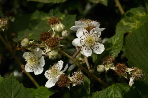 Blossom Before The Fruit Stock Photos