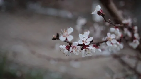 Blossom of fruit tree and snowfall at spring. Stock Footage 126002161