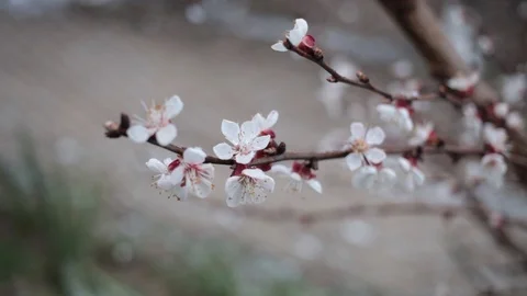 Blossom of fruit tree and snowfall at spring. Stock Footage 126002166