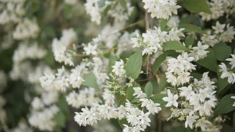 Blossom in the garden Video stock 130858764