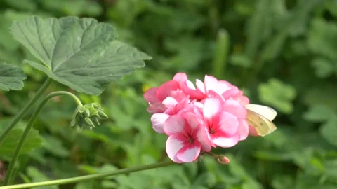 Blossom of Geranium Zonal, Pelargonium hortorum with lilac -pink flowers Stock Footage 309168279