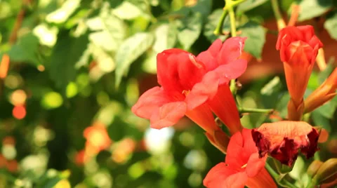 BLOSSOM OF IVY Video stock 28528714