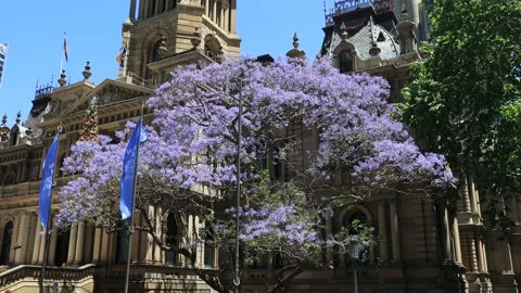 Blossom Jacaranda trees in wind at Town Hall house of City of Sydney – 4k. Stock Footage 142926760