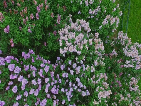 Blossom lilac trees near grassplot in public garden. Aerial view Stock Footage 84962775