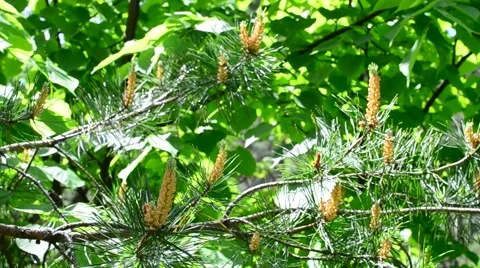 Blossom of lush green pine tree branch blown by breeze Stock Footage 54749692