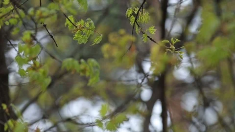 Blossom maple Tree Branch, during Spring Season. Stock Footage 110708136