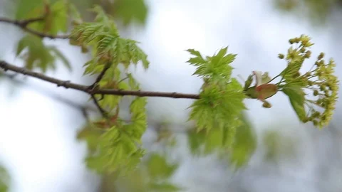 Blossom maple Tree Branch, during Spring Season. Stock Footage 110708138