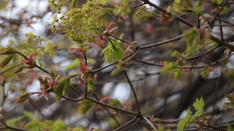 Blossom maple Tree Branch, during Spring Season. Stock Footage 110708147